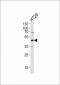 RNH1 Antibody (C-term)